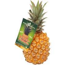 ANANAS VICTORIA