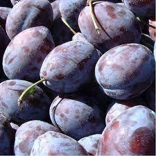 PRUNE A CONFITURE BLEUE 5 KG