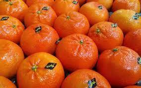 CLEMENTINE MAROC