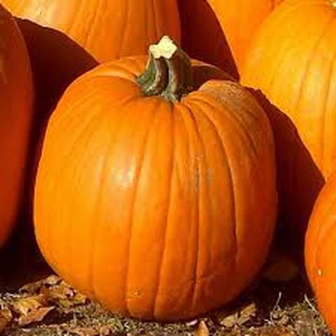 COURGE HALLOWEEN